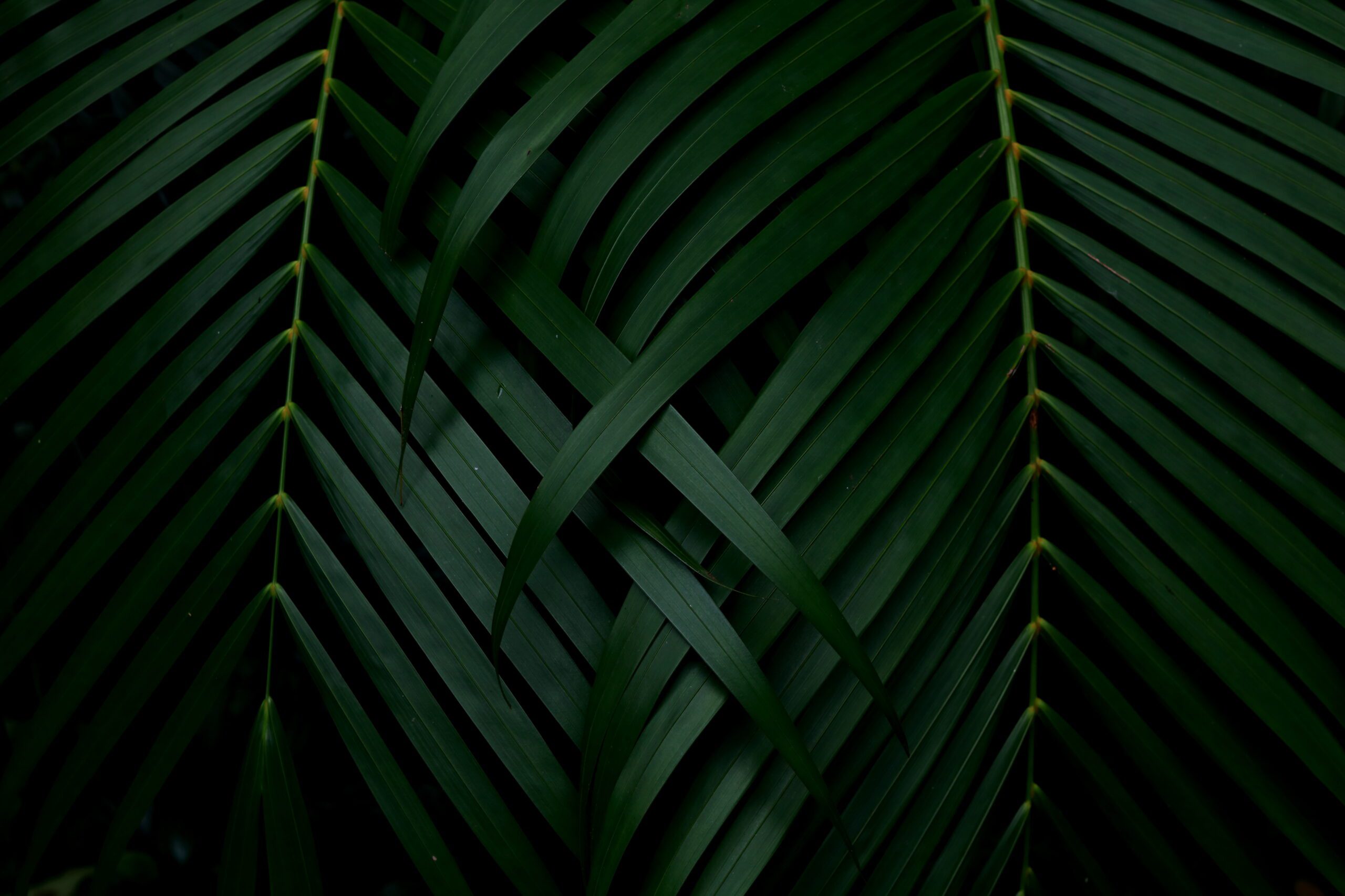 Green Leaves Background